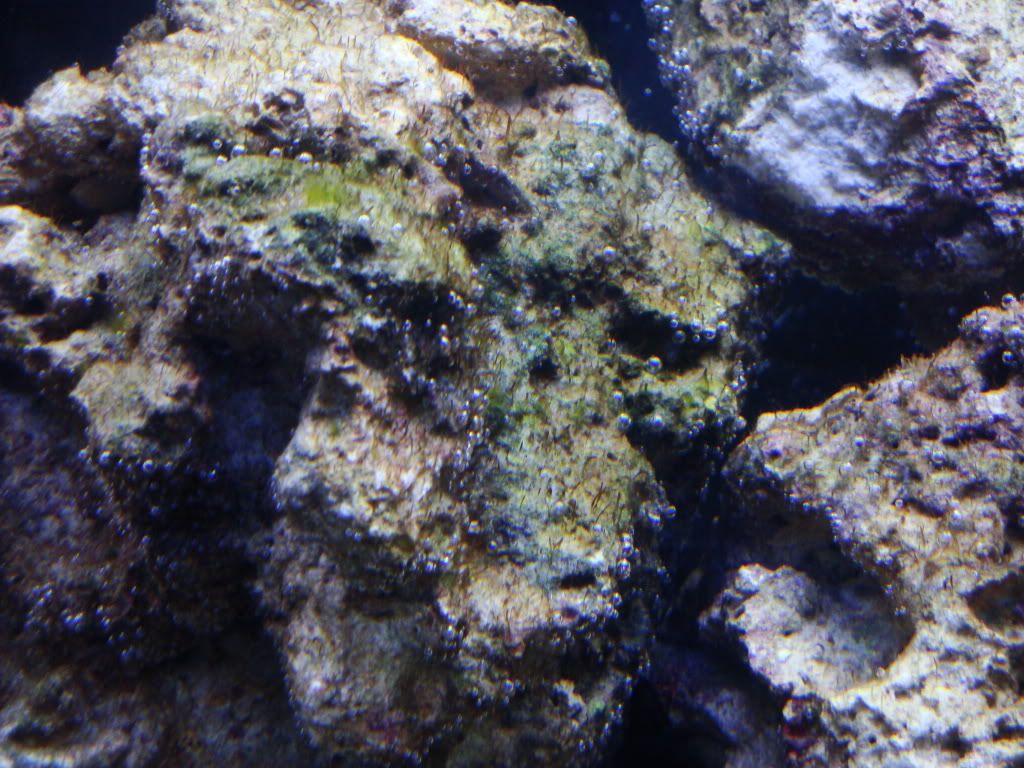 Hair Algae Outbreak during cycling Reef Central Online Community